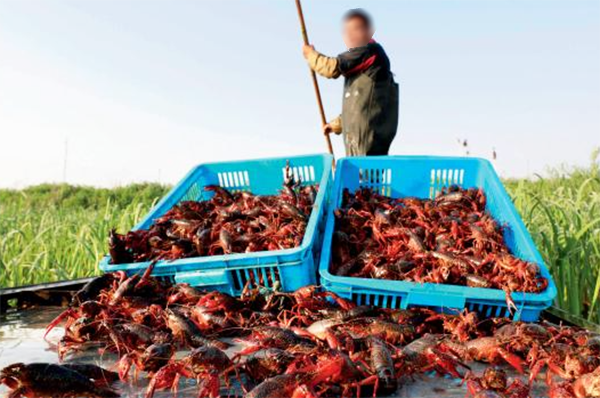 1619597780871896.png 养龙虾123.png