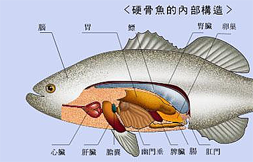 鱼类的构造.png