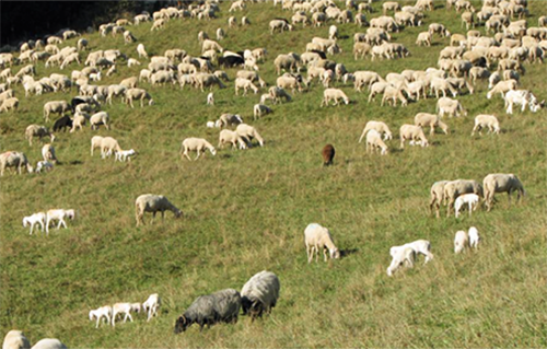 山区放牧养羊159.png