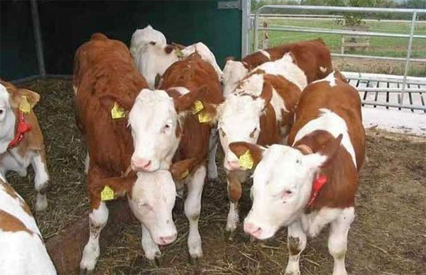 1623825241840347.png 牛打2.png