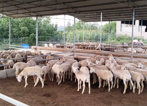 规模化养羊111.png